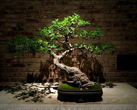 Time Lapse Bonsai Tree Growing From Seed The Plant Bible