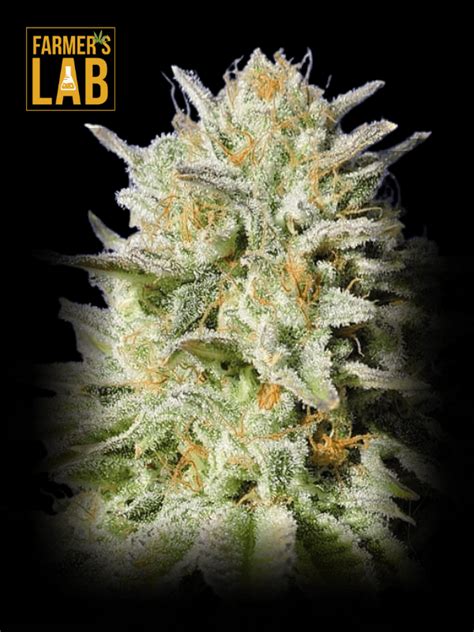 Buy Gorilla Glue #4 Fast Version Seeds