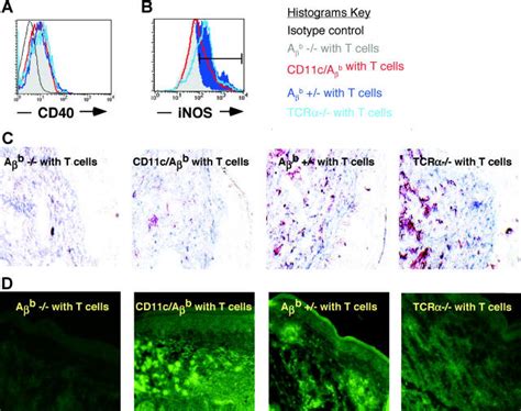 Macrophage Effector Functions Are Mhc Iiindependent Footpads And