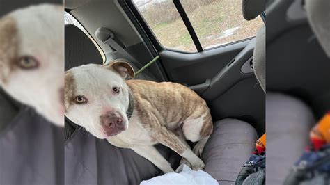 A Giant Hearted Rescuer From Illinois Saves A Dog Moments Before The Storm