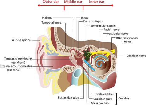 Incus Anatomy - Anatomy Book