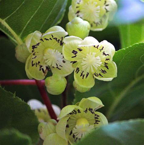 Actinidia Arguta Hardy Kiwi Wave Hill