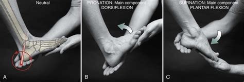 Structure And Function Of The Ankle And Foot Musculoskeletal Key