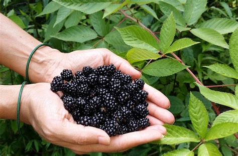 How To Grow Blackberries In North Texas Home And Garden Reference