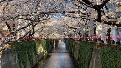 Nakameguro Tokyos Biggest Cherry Blossom Festival