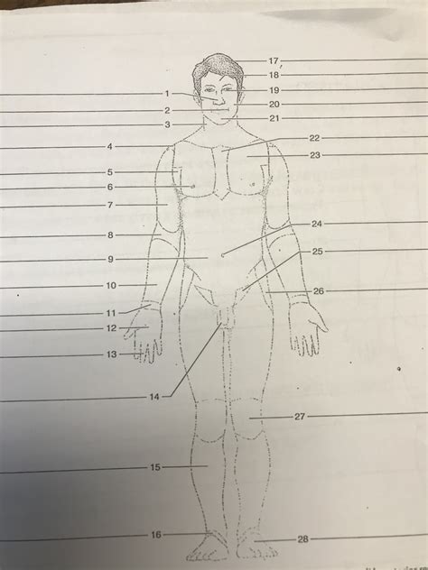 Anterior Regions Of The Body Diagram Quizlet