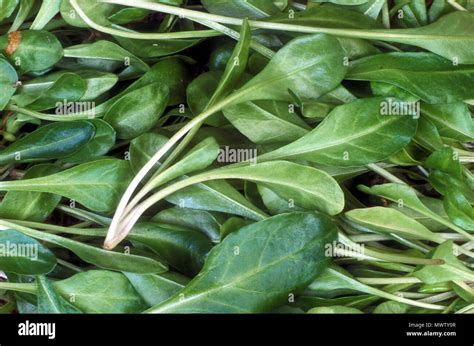 English Spinach Baby Leaves Spinacia Oleracea Stock Photo Alamy