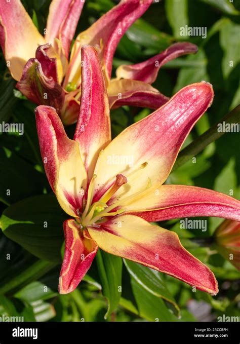 Double Sensation Asiatic Lily Asiatisk Lilja Lilium Asiatica Stock