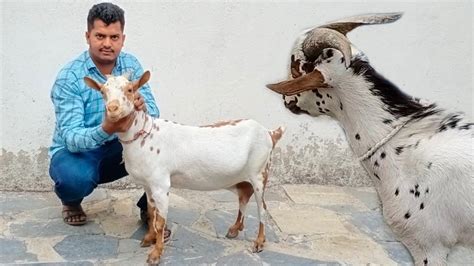 Top Quality Adant Nasi Barbara And Big Size Barbari At Ss Goat Farm