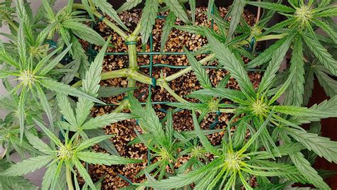 Main Lining Technique To Increase Your Cannabis Yields Fast Buds