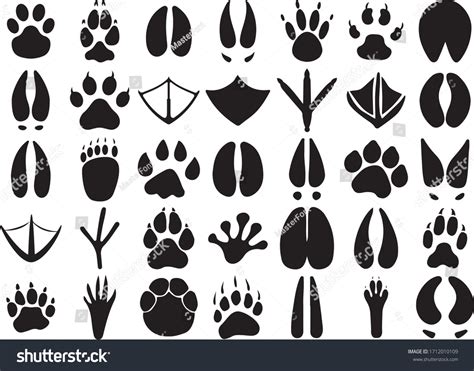 110562 Animal Footprints Images Stock Photos And Vectors Shutterstock