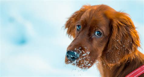 Quand Fait Il Trop Froid Pour Mon Chien Agria Assurance Pour Animaux