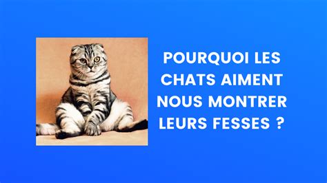 Le Saviez Vous Pourquoi Les Chats Aiment Nous Montrer Leurs Fesses