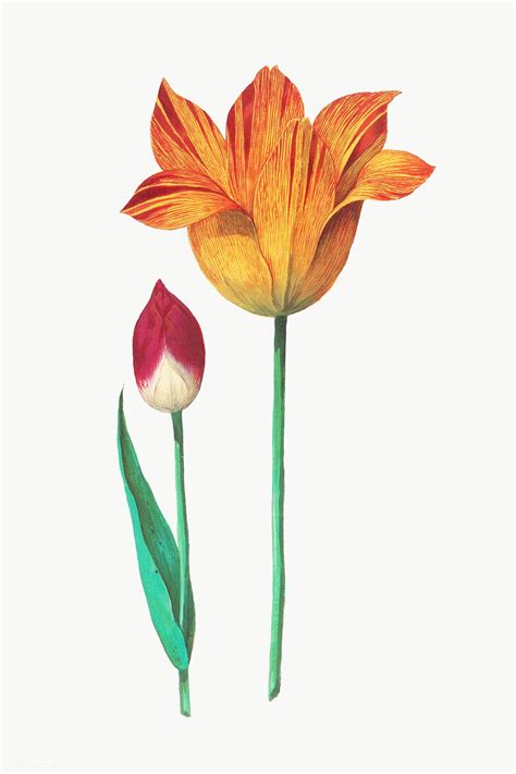 Vintage Tulip Flower Illustration Free Image By Flower Illustration Flower