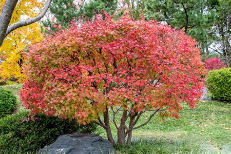 13 Best Trees for Patios