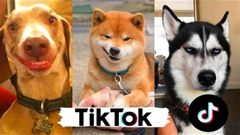 Perros Risa Perros Graciosos Tik Tok Youtube