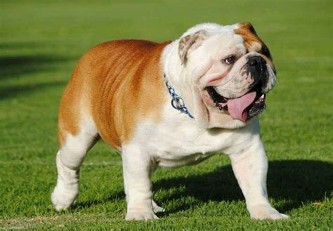 australian bulldog