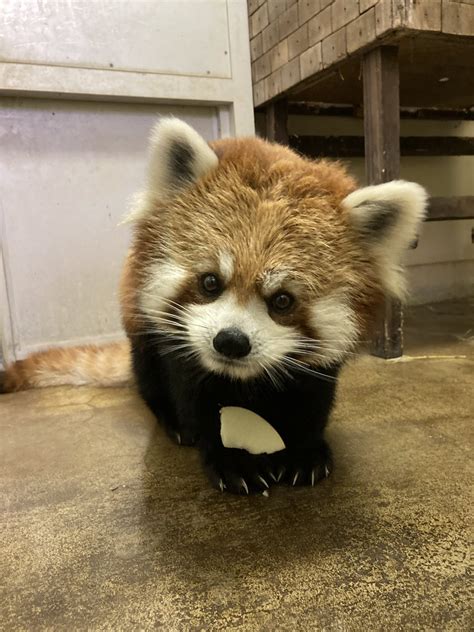 千葉市動物公園公式 on Twitter ゆう8歳の誕生日おめでとう変わらず食欲旺盛な一年でありますように 飼育 千葉市動物