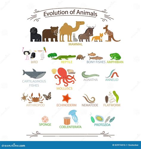 Biological Evolution Animals Stock Vector Illustration Of Forward