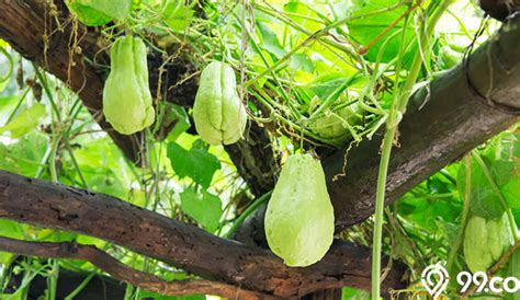 Cara Menanam Labu Siam Di Rumah Sehat Bebas Hama