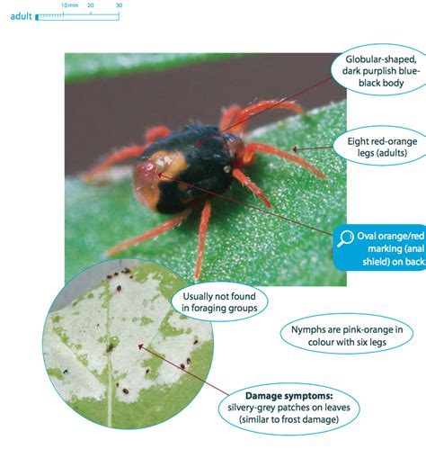 Mite Matters Identifying And Managing Redlegged Earth Mites And Blue