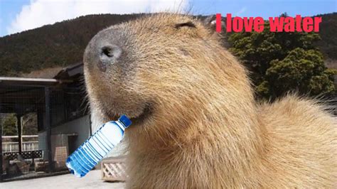 Capybara Meme Generator Piñata Farms The best meme generator and