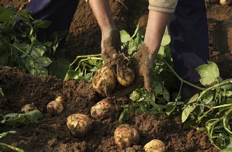 Récolter les pommes de terre le bon moment Idecologie