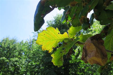 European Treeguide Bomengids Nl Featuring Daimyo Eik Japanse