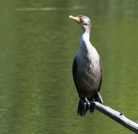 Double Crested Cormorant North Pond Chicago 10615 1936 Flickr