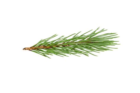 Premium Photo Green Natural Pine Branch Isolated On White Background