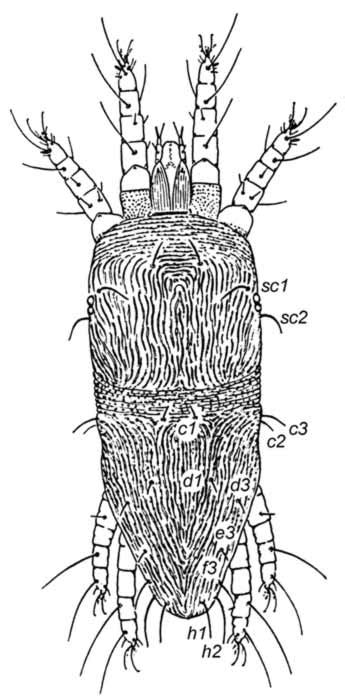 Variety Of Life Tenuipalpidae