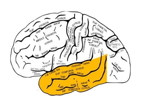 Temporal lobe