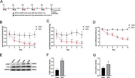 Repeated Ntg Administration Induced Basal Hyperalgesia And Upregulated