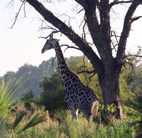 Wildlife in the Okavango - Mel On The Go