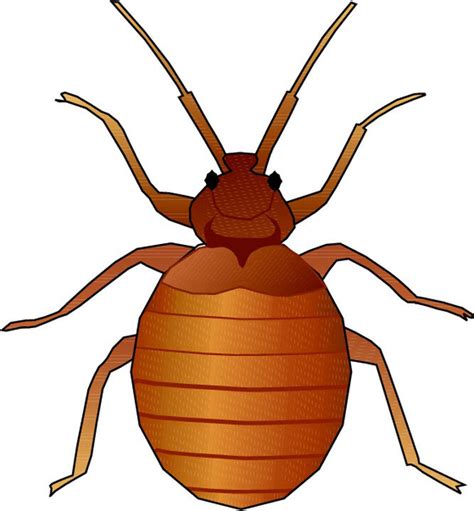 Free Orange Bug Cliparts, Download Free Orange Bug Cliparts png images ...