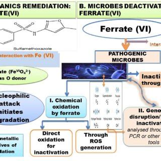 Ferrate adsorption mechanisms for organic contaminants and pathogenic ...