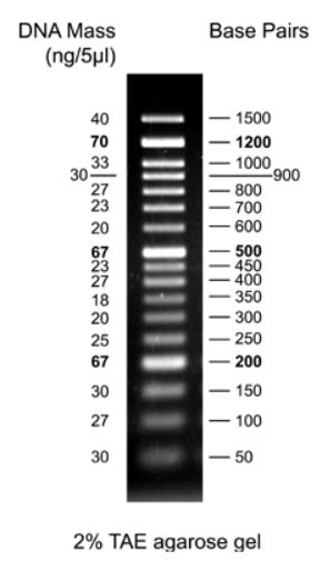 50 BP DNA Ladder