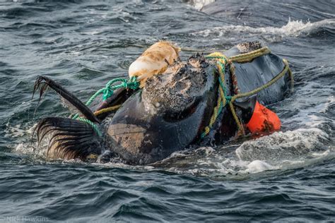 Together We Can Save The North Atlantic Right Whale From Extinction