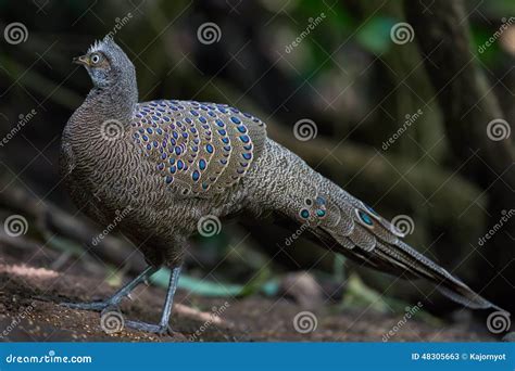 Full Side Of Grey Peacock Pheasant Stock Image Image Of Grey Looking