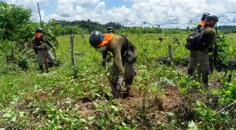 Amazonía Peruana Erradican Más De 5500 Hectáreas De Cultivos Ilegales De Hoja De Coca