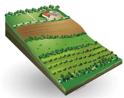 Lagroforesterie En Questions Et Dessins Agroforesterie