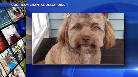 Dog with human-like face becomes latest internet sensation - ABC13 Houston