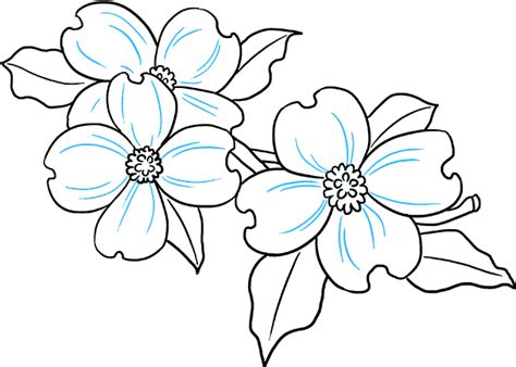 Download How To Draw Dogwood Flowers Easy Dogwood Flower Drawing Png