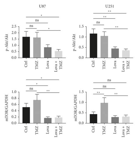 Lovastatin Triggered The Autophagy Initiation Pathway And Impaired