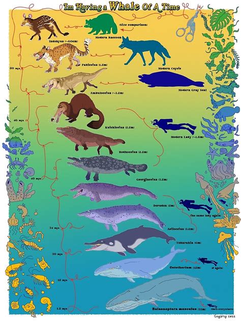 "Whale Evolution" Poster for Sale by GraceGogarty | Redbubble