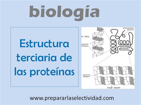 Estructura Terciaria De Las Prote Nas Youtube