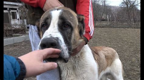 Caini Kangal De Vanzare Satu Mare Caini Romania