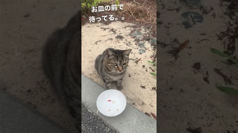 お皿の前でご飯を待つ地域猫野良猫が可愛すぎるw Shorts 野良猫 にゃーちゃん キジトラ猫 Straycat