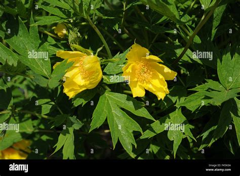 Yellow Tree Peony Hi Res Stock Photography And Images Alamy