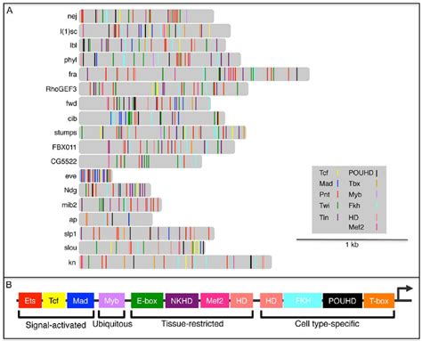 Tfbs Combinatorics Within Fc Enhancers A Distribution Of Tcf Mad